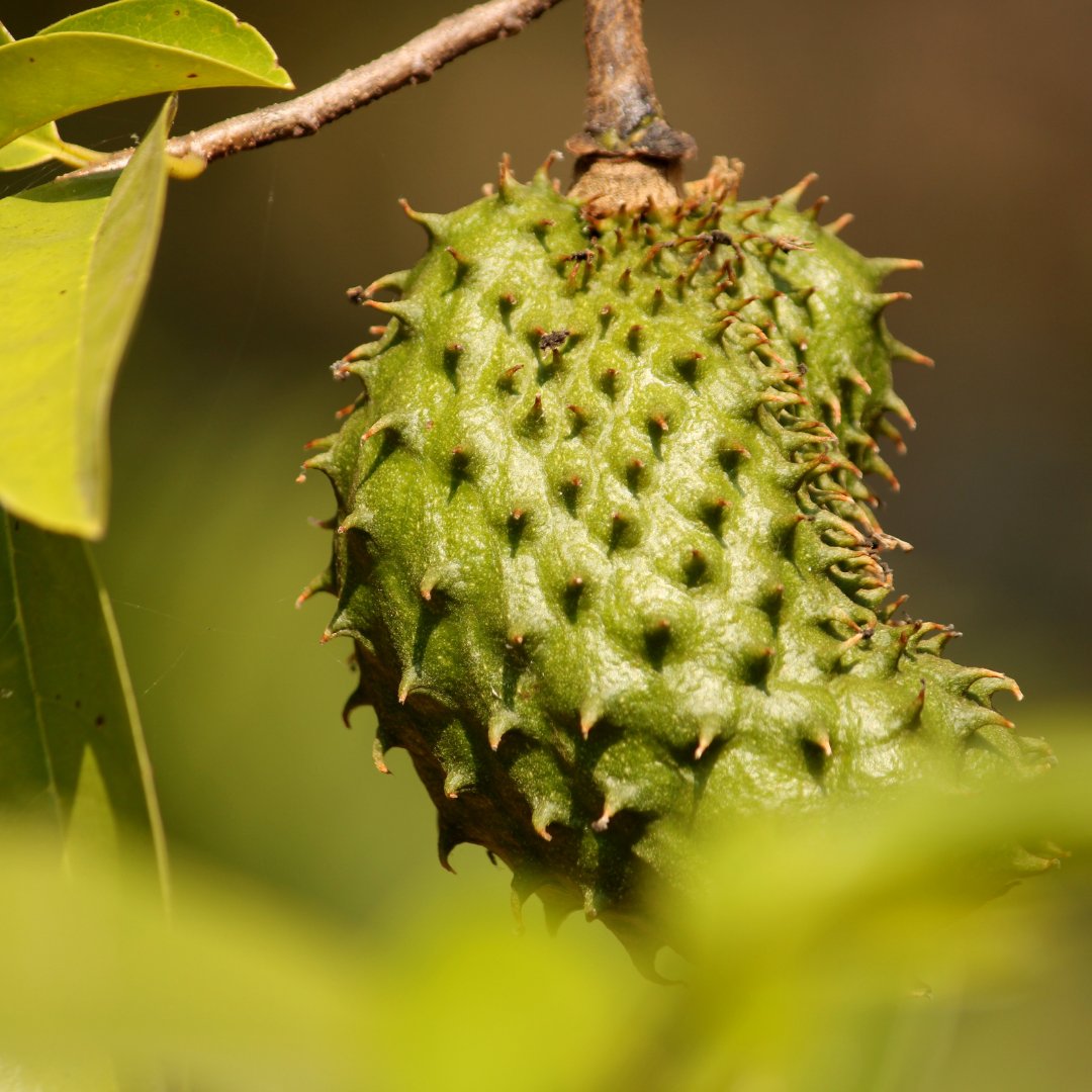 ThePlanttubePH's tweet photo. Guyabano is a rich source of vitamin C, a powerful antioxidant that strengthens the immune system. Enjoying guyabano regularly can fortify your immune defenses and keep illnesses at bay. #guyabano #fruits @theplanttube https://t.co/JshtiMdRdc
