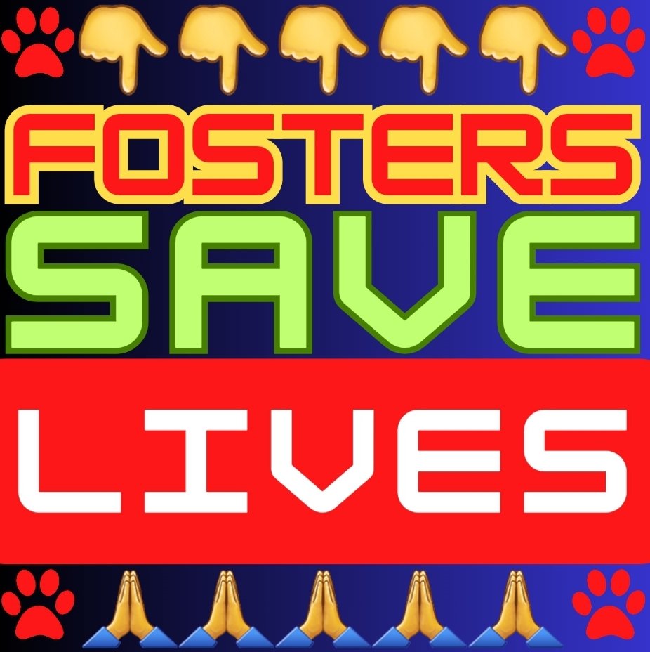 🙏🙏🙏🙏#Save him 👉#Foster🙏🙏🙏
📣Cranberry💙🐾 #NYCACC ID#158946
DEADline 7/1 👉😱TODAY😱
4 yo gentle pup❣️❣️
Affectionate, loyal, loves to go for a walk n perfect on leash👍👍
Adores pple n cuddles 🥰🥰
Kids 13+
Ok with dogs❣️❣️
#Adopt #Foster DM <a href="/CathyPolicky/">Cathy Policky</a>
#Pledge 🙏🙏👇