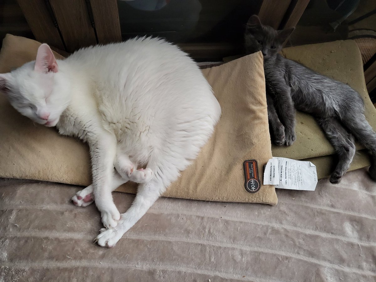 LadyKryz's tweet photo. Our newest baby (gray kitten) is fitting right in during her first week at home. Thank you @PeninsulaHumane for taking such good care of "Venus" so we could adopt. 💗 We named her Ember. She loves playing with Loki (orange kitten) and copying our resident senior Tidus(white cat). https://t.co/3q6YKL5vaJ