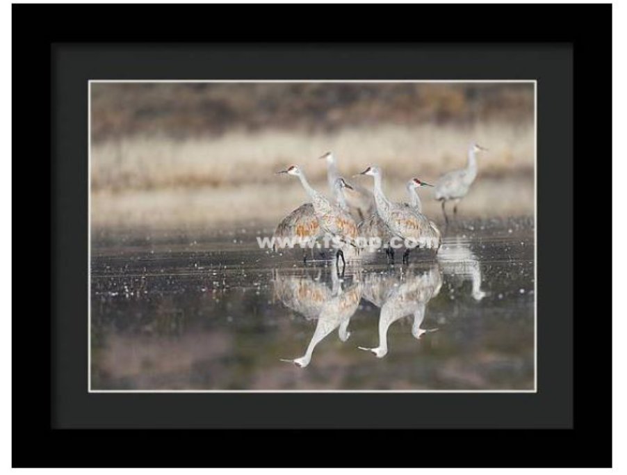 Reflections of Feathers - New Mexico!

fineartamerica.com/featured/refle…

#wildvisiondotcom
#puttaswamyravishankar
#perfectgift #ಪುರಶಂ #fstopdotcom #bangaloredotcom #nature #naturephotography #BuyIntoArt #AYearForArt #Art #cosmictouchdotcom #visualrhythmcampus