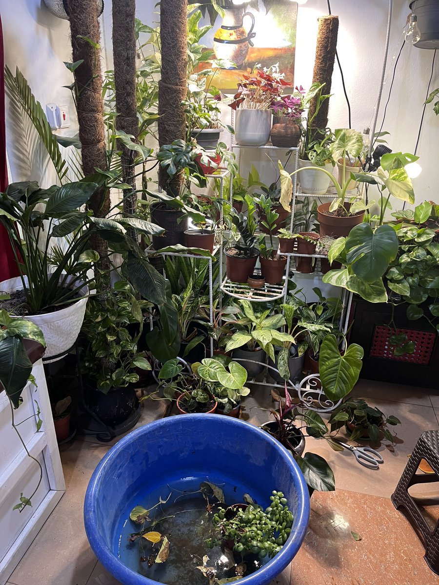 Someone asked how I water my indoor plants, it involves big bowls, trays, trimming dead leaves and cleaning 🥰