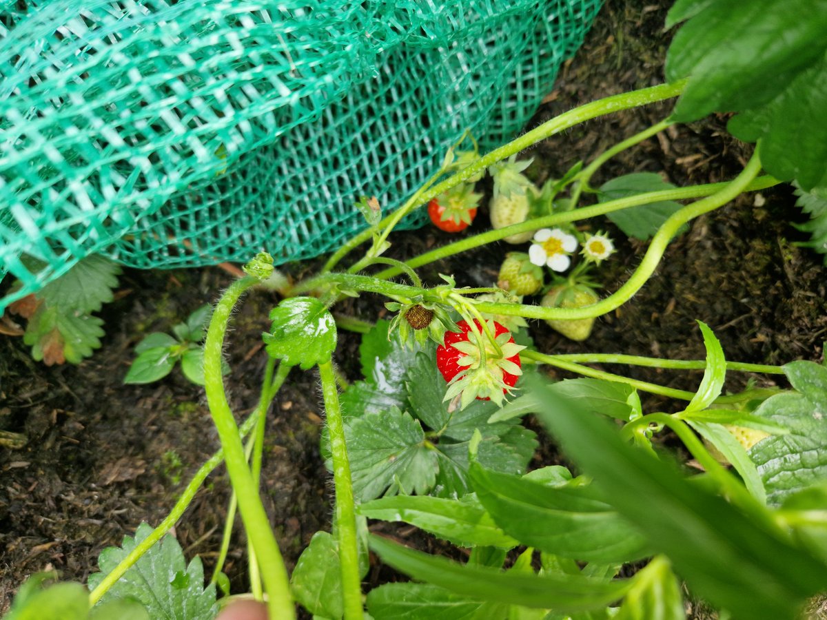 My little garden!
#garden #gardening #smallgarden #tinygarden #growyourown #vegetables #strawberries