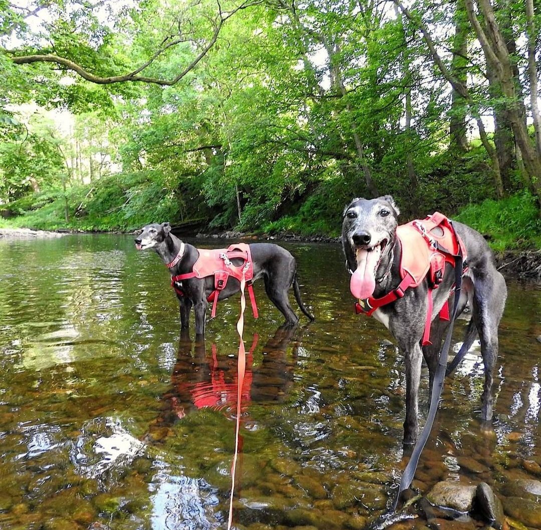 Pippa loved nothing more than to wade through water.😄 Rio was terrified of water but eventually plucked up the courage to paddle close to the edge.🥰🌿💦🐟 #BanGreyhoundRacing #CutTheChase #PetsNotBets #YouBetTheyDie #GreyLivesMatter