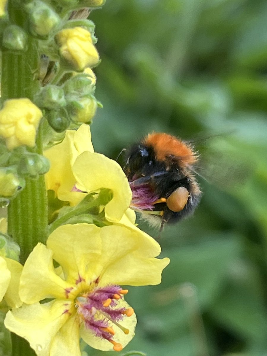 JukkaPartanen3's tweet photo. Trailblazing work to be done - infatuated by the flower #mehiläinen #ampiainen #geting #bees #honeybees #insects #insectphotography #photography #flowerphotography #macrophotography #MacroHour #ThePhotoHour #channel169 #naturephotography #フォトグラフィー #写真撮影 https://t.co/RJU7rDi4tv