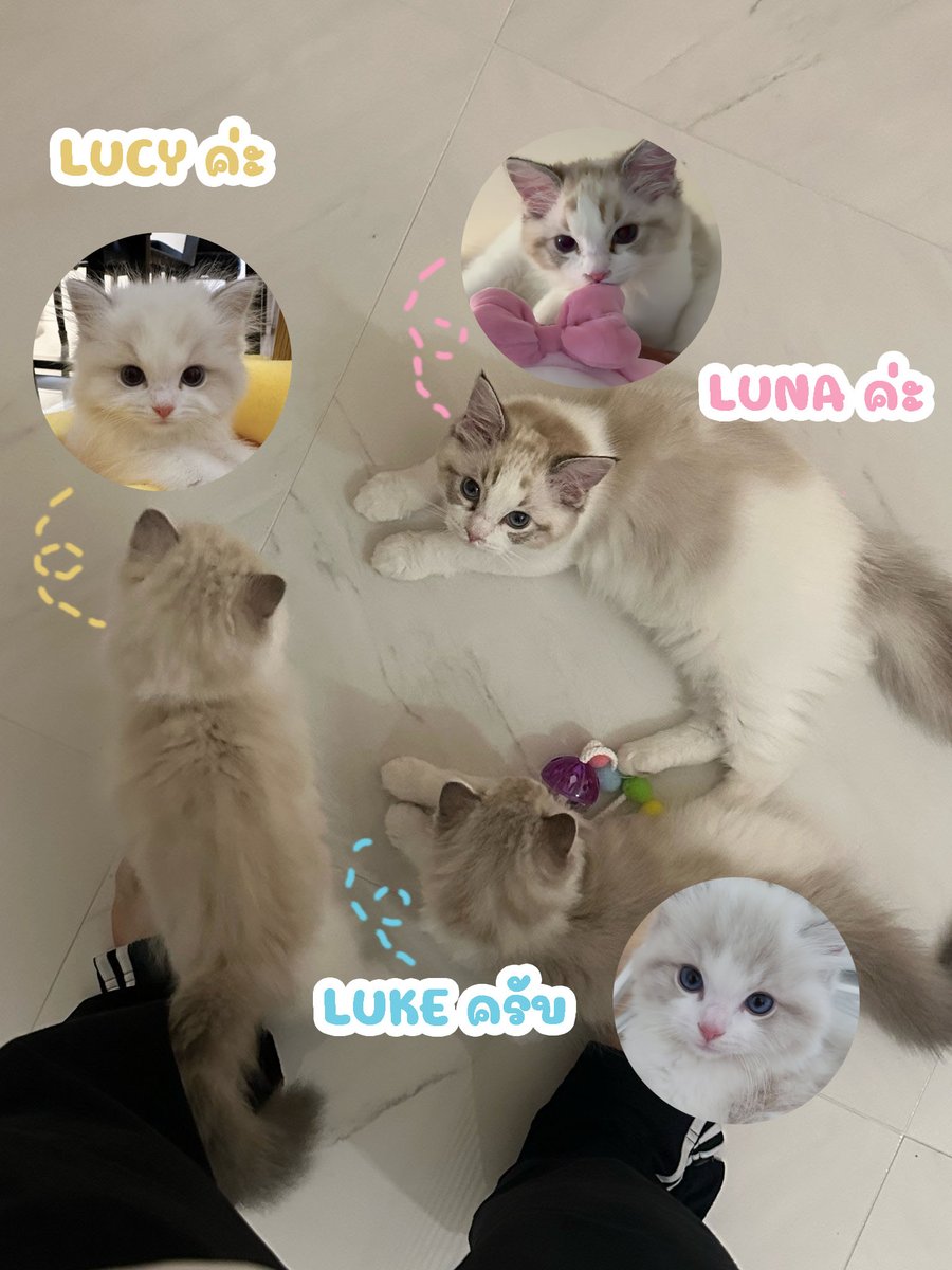 เฉลยมิ้วน้อยตระกูลนา 😺😸😼