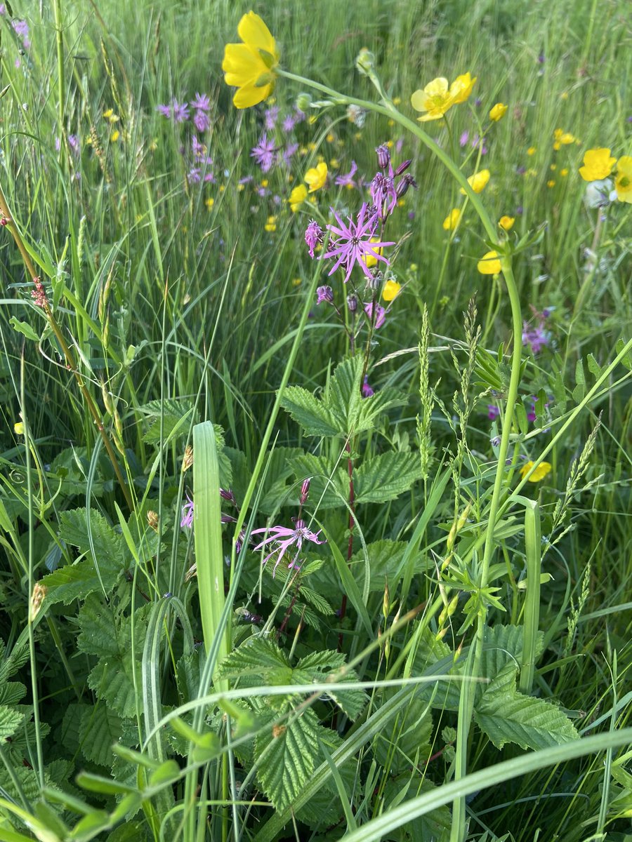 It’s #NationalMeadowsDay 🌱🪲

Meadows are fantastic habitats that support a wide diversity of species and bring joy to people who visit 🌿 

They’ve certainly brightened up my spring! 🌼🐝