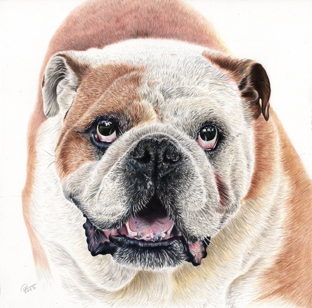 Drooly Andrew’s Pet Portraits tweet media