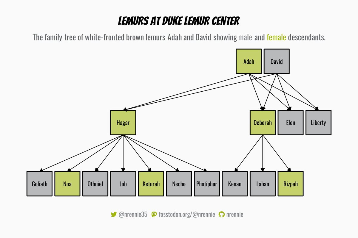 Returning to my favourite #TidyTuesday data (lemurs!) for another example of using {ggflowchart} to create flowcharts in #RStats! ⬇️ ⬇️ ⬇️ 

#DataViz #R4DS