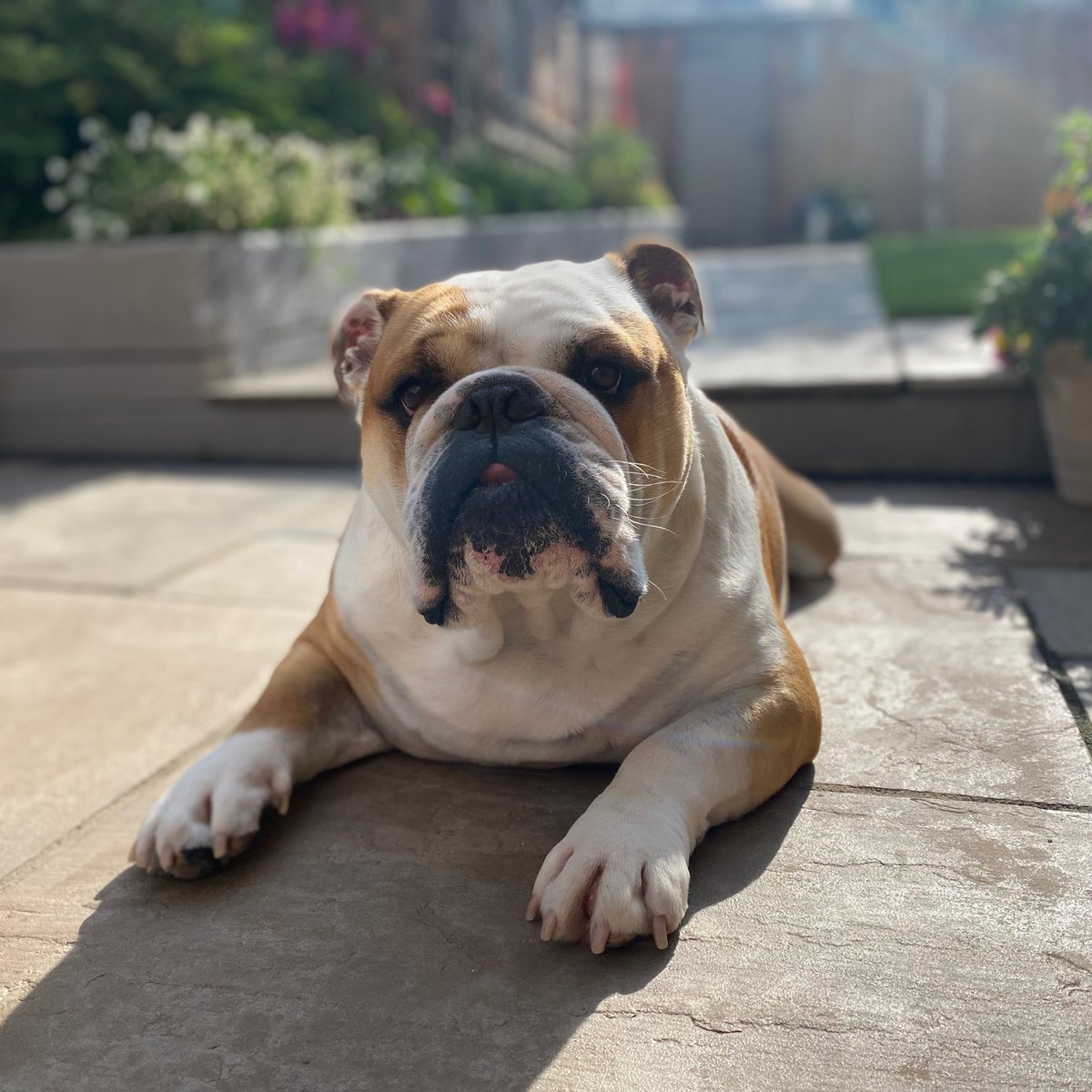 barney_bulldog's tweet photo. Happy #Saturday everyone ๐ถ๐พโค๏ธ Barney #BarneyTheBulldog #DogsOfTwitter #DogsOfIG #DogsOfFB #Bulldog #EnglishBulldog #Weekend https://t.co/qAqmJY0xRr