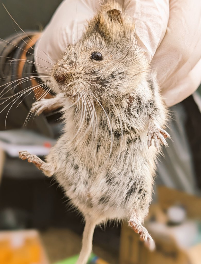 Alticola semicanus - #Mongolia

Members of this genus are often associated with rocky habitats and share some behaviors with pikas, such as living in groups, daytime activity, and haying (cutting and piling edible vegetation).
