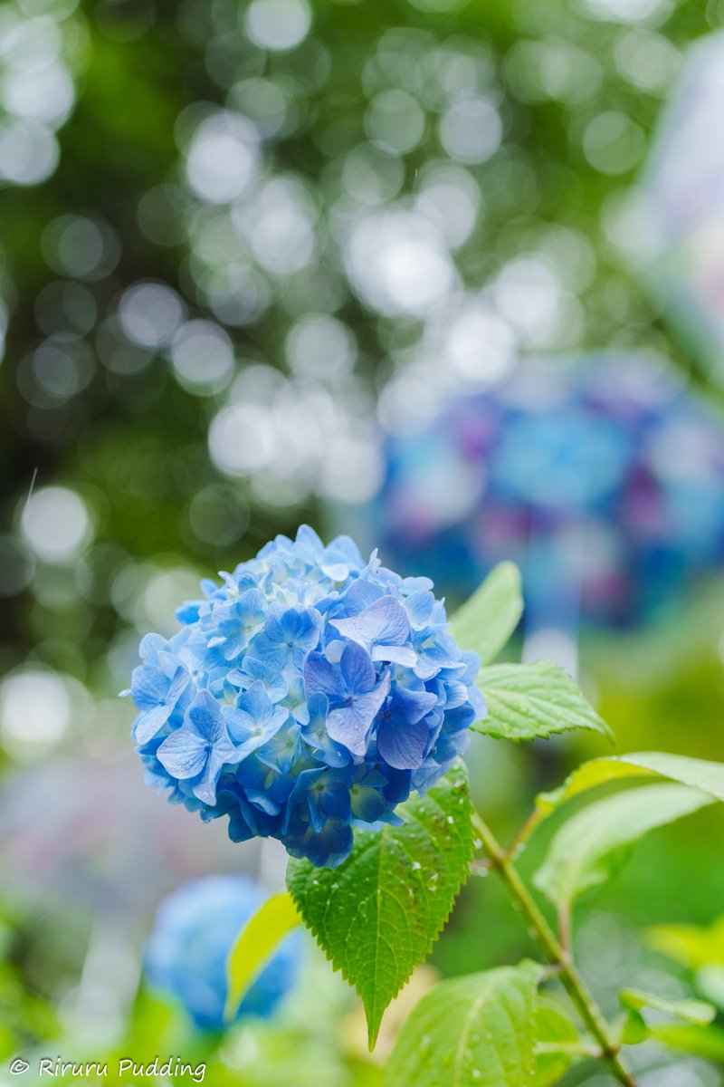 紫陽花さん大好き(꜆* 'ᵕ' )꜆💙💜🤍
#6月を写真4枚で振り返る #写真好きな人と繫がりたい #TLを花でいっぱいにしよう #TLを紫陽花でいっぱいにしよう #紫陽花