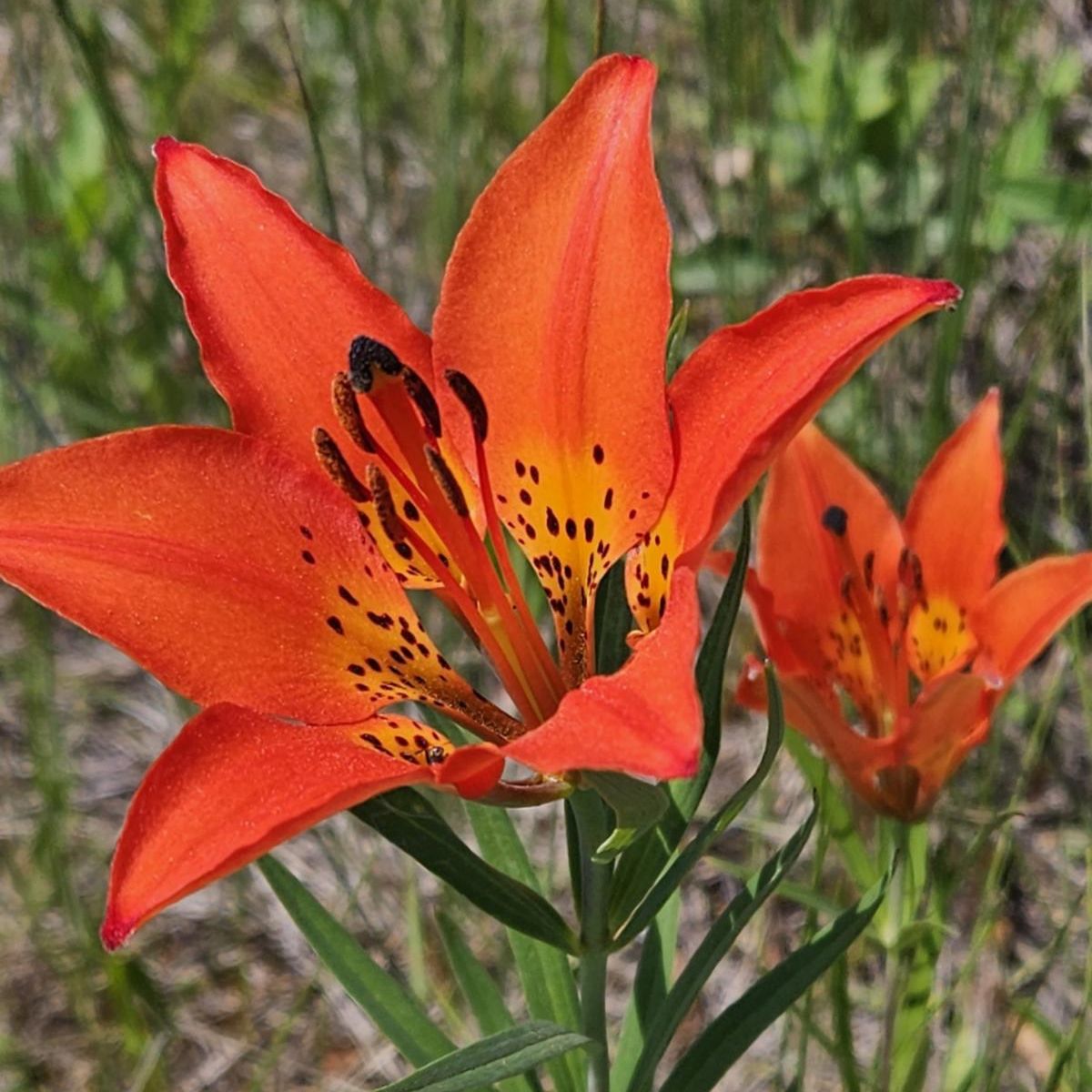 "A good life is when you assume nothing, do more, need less, smile often, dream big, laugh a lot and realize how blessed you are."  conta.cc/3Pzo9hr
conta.cc/3XA1DGX