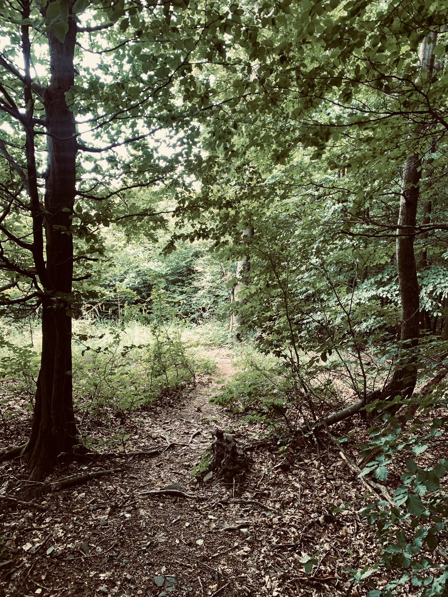Spirelli79's tweet photo. #waldlauf #wienerwald #feelinggood #auspowern #postdienst
„Über Stock und über Stein“ https://t.co/dHzt9DnCN9