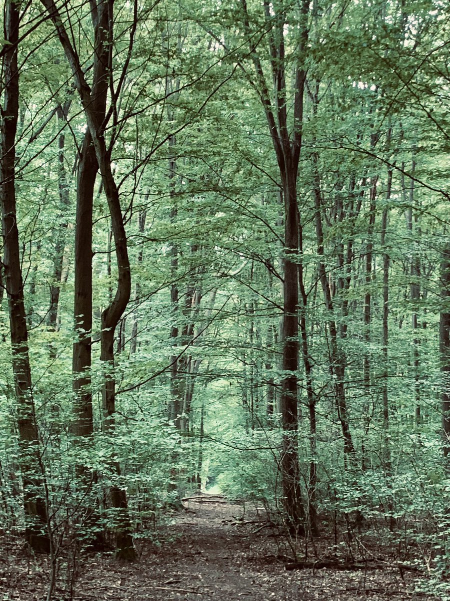 Spirelli79's tweet photo. #waldlauf #wienerwald #feelinggood #auspowern #postdienst
„Über Stock und über Stein“ https://t.co/dHzt9DnCN9
