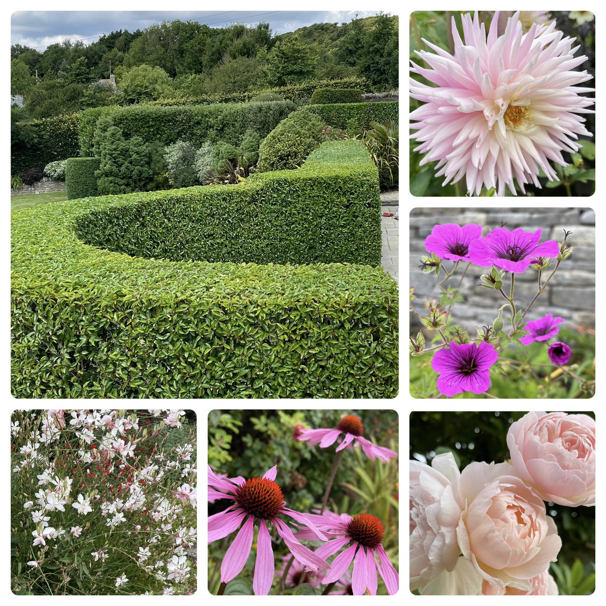 A few treats for my #SixOnSaturday this week. Gentle greens of hedge clipping days with pastel pinks and Whites. Sumptuous ☺️🥰☀️😎🌱💪