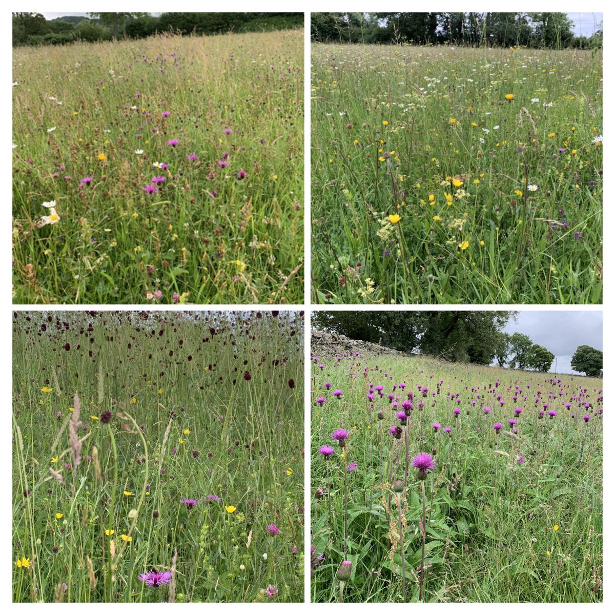 It’s #NationalMeadowsDay if you get the chance visit a meadow this w/e. Just to see how special they are. Worthy of celebration. Worthy of protection. I hope that we can we have as many meadows and grasslands safeguarded for future generations. ⁦@Love_plants⁩