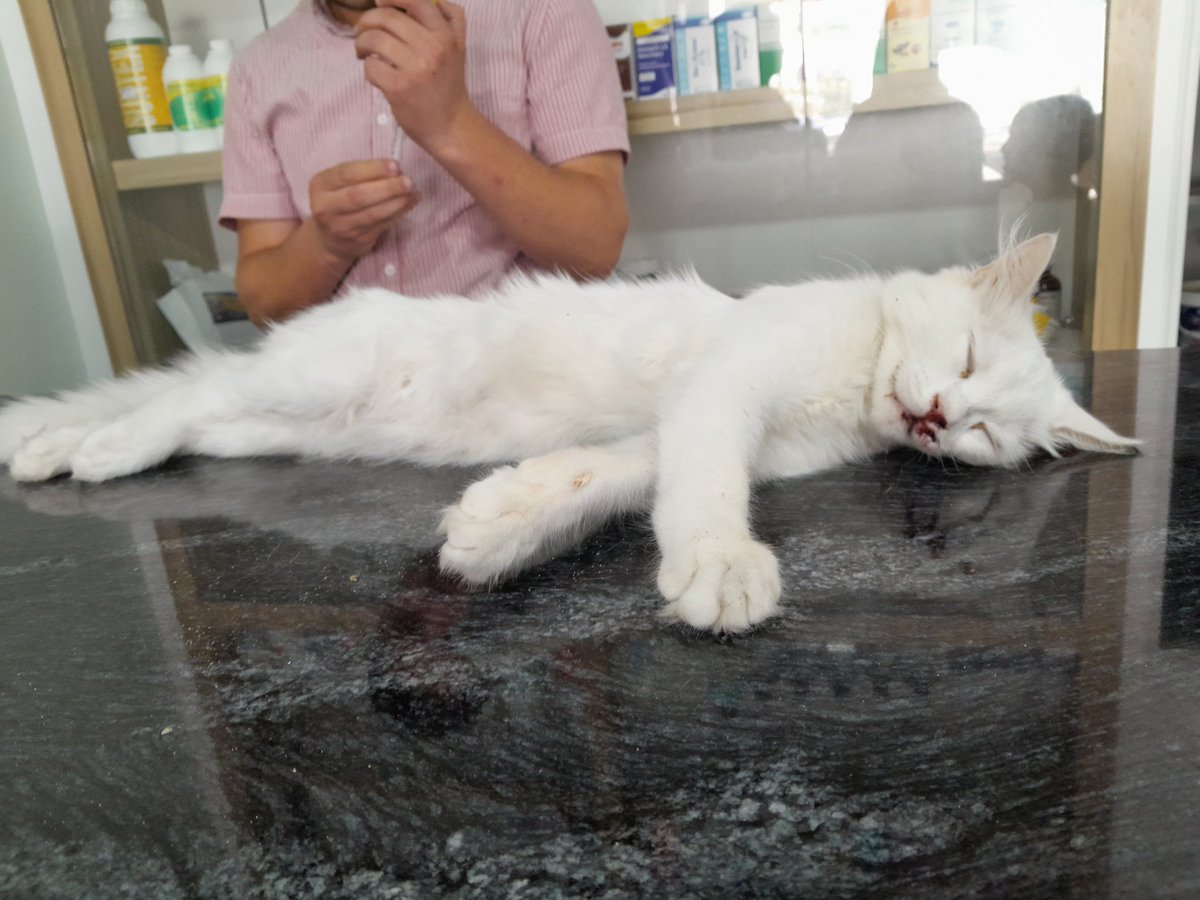 myloveforcats1's tweet photo. Urgent .. my cat fell from a high place and I took him to the doctor and he told me that he often suffers from paralysis, but he needs an X-ray to clarify this. It will be done tomorrow. Please help my cat to be treated, please.😭😭😱
https://t.co/8r9KBQrqLb https://t.co/S6D6CDghdG