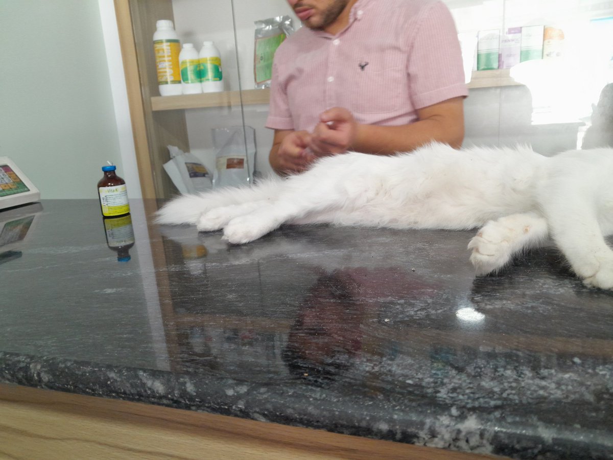 myloveforcats1's tweet photo. Urgent .. my cat fell from a high place and I took him to the doctor and he told me that he often suffers from paralysis, but he needs an X-ray to clarify this. It will be done tomorrow. Please help my cat to be treated, please.😭😭😱
https://t.co/8r9KBQrqLb https://t.co/S6D6CDghdG
