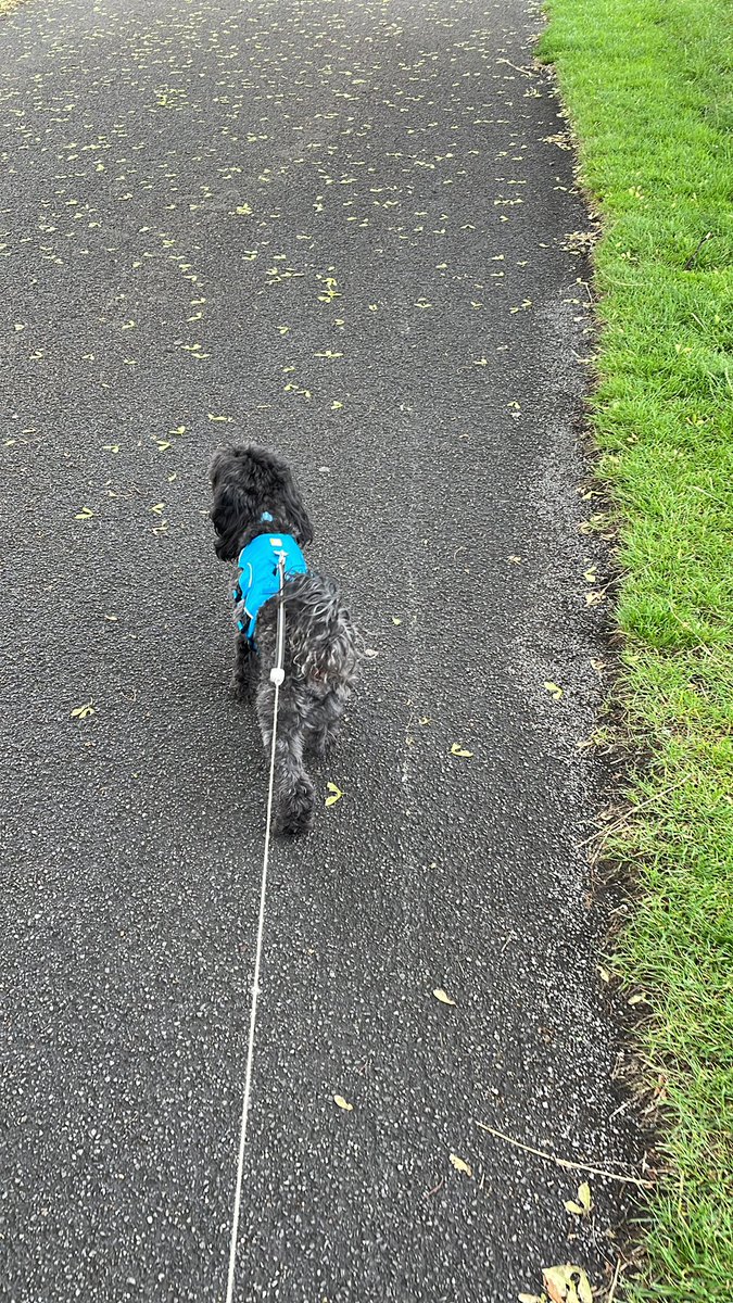 Miss Doran has a furry visitor this weekend 🐾 <a href="/schooldogbertie/">School Dog Bertie 🐕</a>