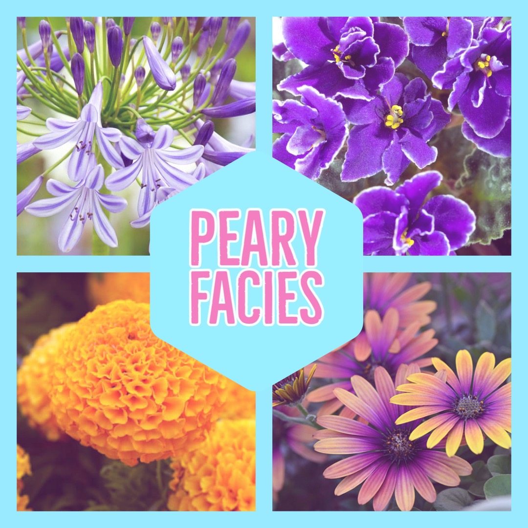 Peary Facies tweet media