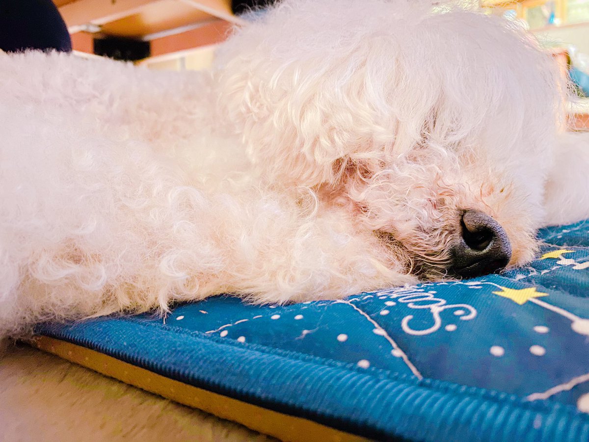 一緒に寝てました。 https://t.co/gWuCpIdXrw