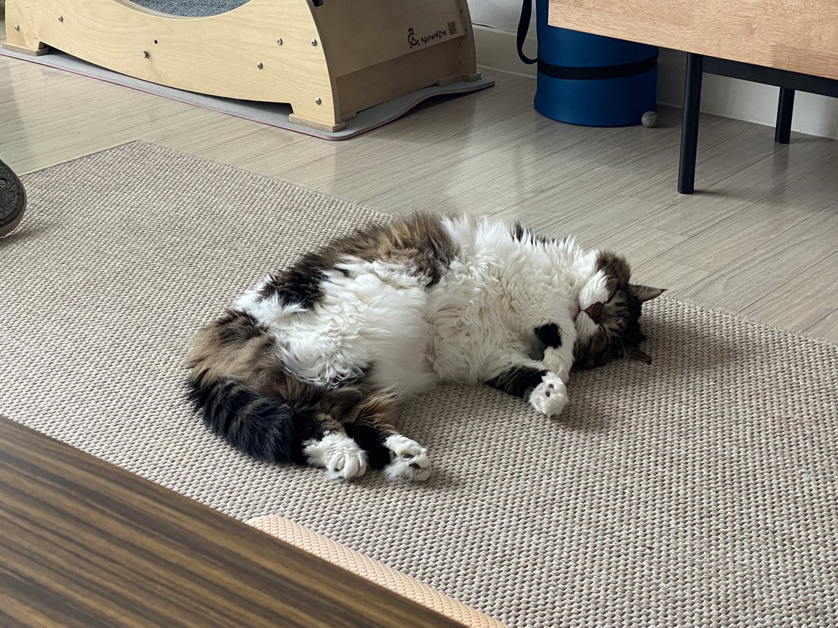 속편한 털복숭🍑