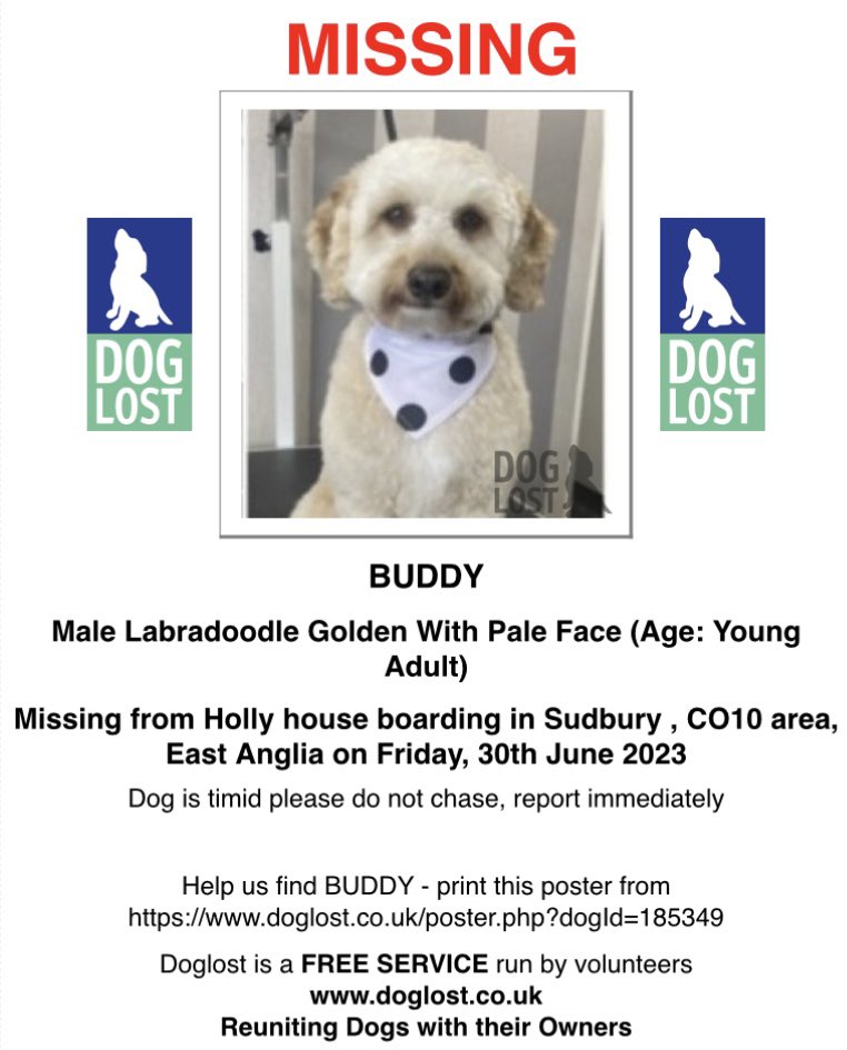 Pls can spread this. Buddy golden #labradoodle who lives great Notley lost 30/6/23 #Polstead #Colchester he is not familiar with. FROM BOARDERS any1 in area and surrounding pls share and ask them to look 07712127895. TY doglost.co.uk/dog-blog.php?d… @PolsteadPress @BitofDecorum