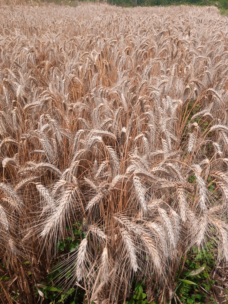 Boosting wheat 🌾 production: Let's sow the seeds of success and embrace sustainable practices to maximize yields due to increase in demand for this vital staple.This is triticale, a wheat variety which is highly proteinous, high yielding and drought resistant. #WheatProduction
