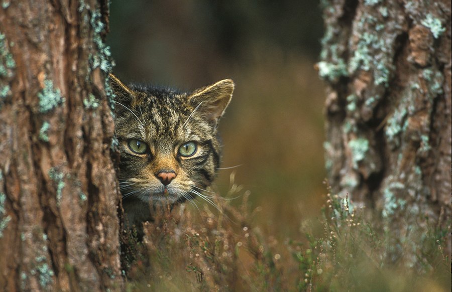 Head here to book our WildCATS webinar on Tuesday morning at 9am where we will be discussing nature connection and how it can be integrated with relational therapy approaches. book here: internationalcat.org/event @YPPsych @CatalyseC @YouthCAT1 @Assoc_CAT @CATScotland1