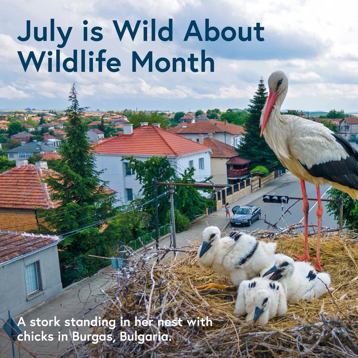 CaptTrashWheel's tweet photo. Wild About Wildlife Month is celebrated in July to address the challenges we face as co-inhabitors of this planet. 🌎

We explore the progress made in wildlife preservation, share stories of successful conservation missions &amp; spread awareness for wildlife protection. #MDOTGreen https://t.co/X9NTaSYFAm