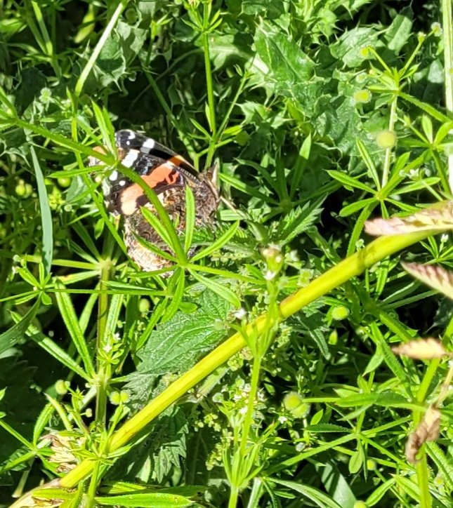 sadoldsamurai's tweet photo. Super walk along the #AlnRailway track this morning with our @NLandBarkingMad guests. Over 30 #SpeckledWoods lots of #Admirals and #Ringlets, with over 30 #MeadowBrown butterflies. However the Common Spotted #Orchids were the icing on the cake. https://t.co/6V7CNKBNP8