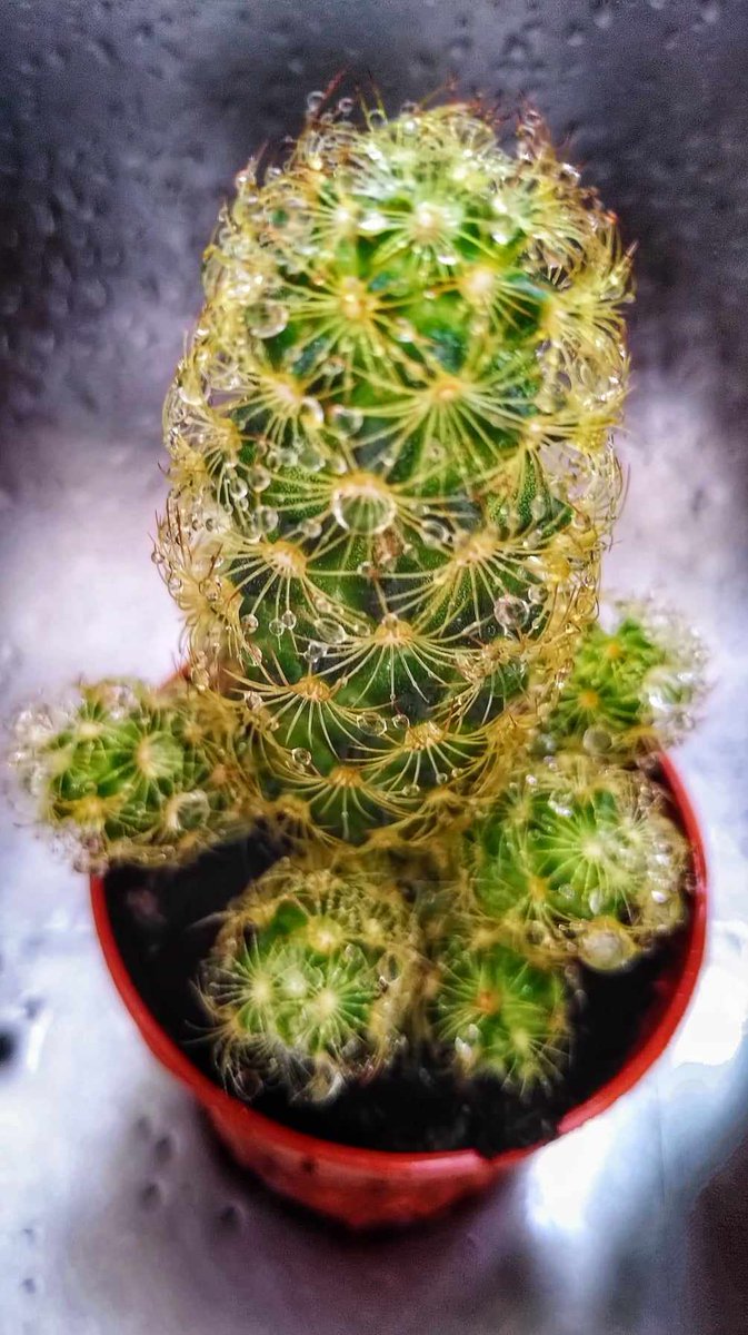 My mammillaria elongata cactus after a shower #CACTUS #mygarden #photography