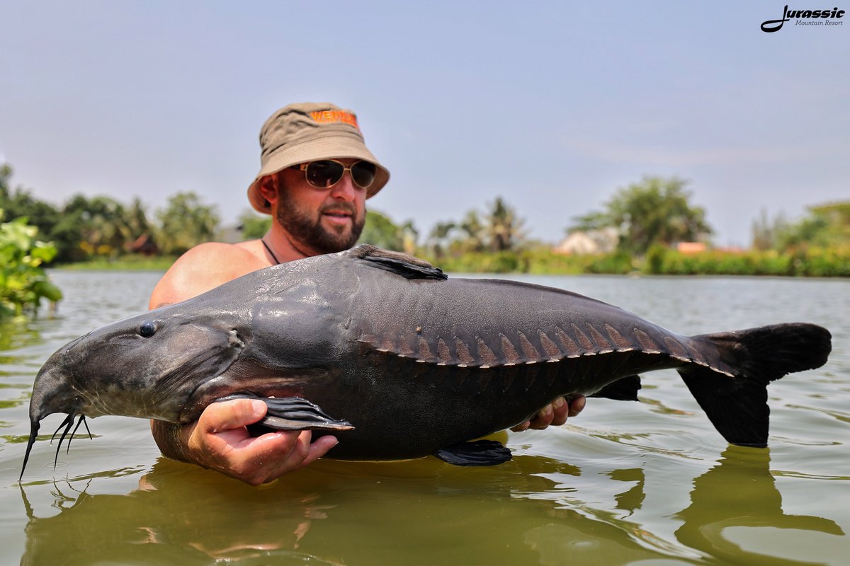 FishJurassic's tweet photo. Lee got lucky and landed a chunky ripsaw catfish from Sam's Sala (swim 12).
https://t.co/lhDzXTwJ02
enquiries@jurassicfishingthailand.com
#JurassicMountainFishingPark #Fish #Catfish #RipsawCatfish #OxydorasNiger #Fishing #Angling #CarpAngling #PredatorAngling #AnglingAdventure https://t.co/PkrPL55E6C