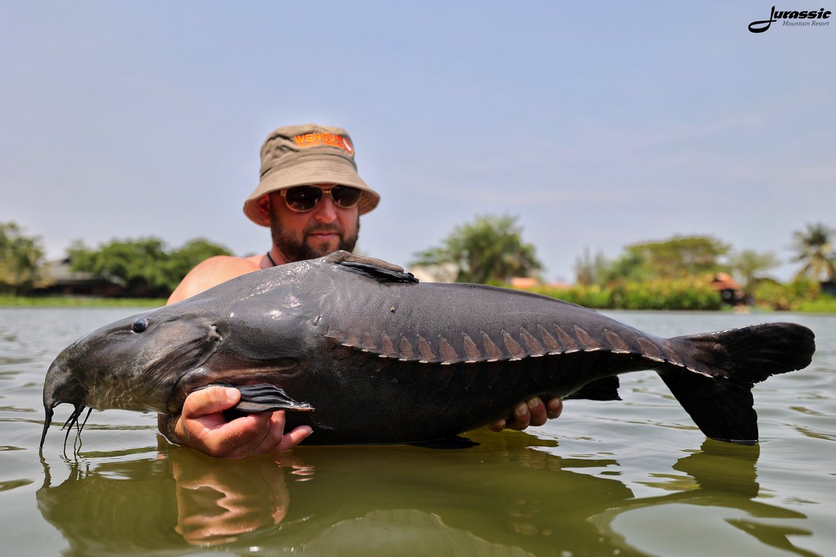FishJurassic's tweet photo. Lee got lucky and landed a chunky ripsaw catfish from Sam's Sala (swim 12).
https://t.co/lhDzXTwJ02
enquiries@jurassicfishingthailand.com
#JurassicMountainFishingPark #Fish #Catfish #RipsawCatfish #OxydorasNiger #Fishing #Angling #CarpAngling #PredatorAngling #AnglingAdventure https://t.co/PkrPL55E6C