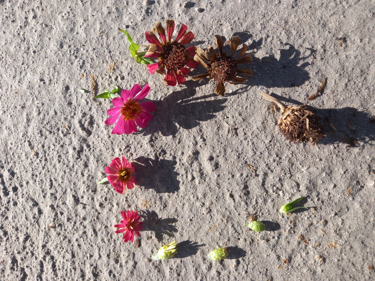 alyasyifades's tweet image. Flowers and color of the days.
I finally take a picture of life cycle of Zinnias. Today was a lovely day, I hope July will be awesome 🥰💐🎨📸📷🚲😊
#oilpastel #coloroftheday