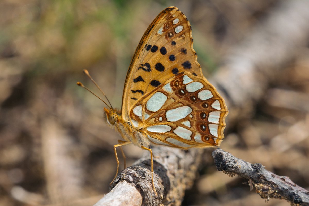İspanyol kraliçesi #kelebek #doga #guzel