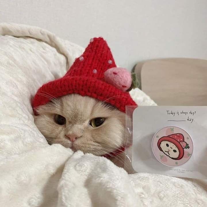 gfniyunjinreal's tweet photo. Day 300 ✧˖°࿐

*ੈ✩‧₊˚ Hi I'm ry! I'm looking for interactive moots.

⋆ ★ teen
⋆ ★ filo
⋆ ★ she/her
⋆ ★ istj
⋆ ★ any fandom is welcome

♡/↺ to be moots thank you <33 https://t.co/gqCZcSK87s