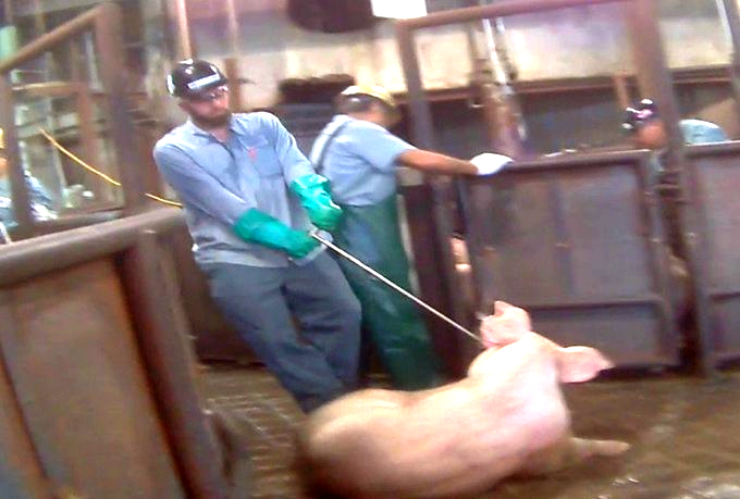 “If she collapses near a chute, a meat hook is shoved through her cheek and she’s just dragged forward.” – U.S. Slaughterhouse Worker.

Stop Supporting Animal Cruelty
GoVegan🌱🌍

#AnimalRights #GoVegan #EndSpeciesism #Vegan #RosesLaw