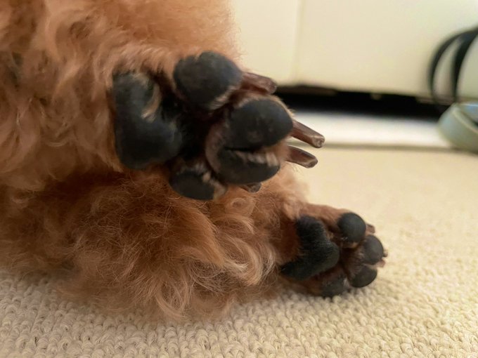 友達のわんこに癒された日でした🤤❤️ https://t.co/azsMvVYzEs<a href="/tag/fortniteog"class="tags"><span>#fortniteog</span></a>