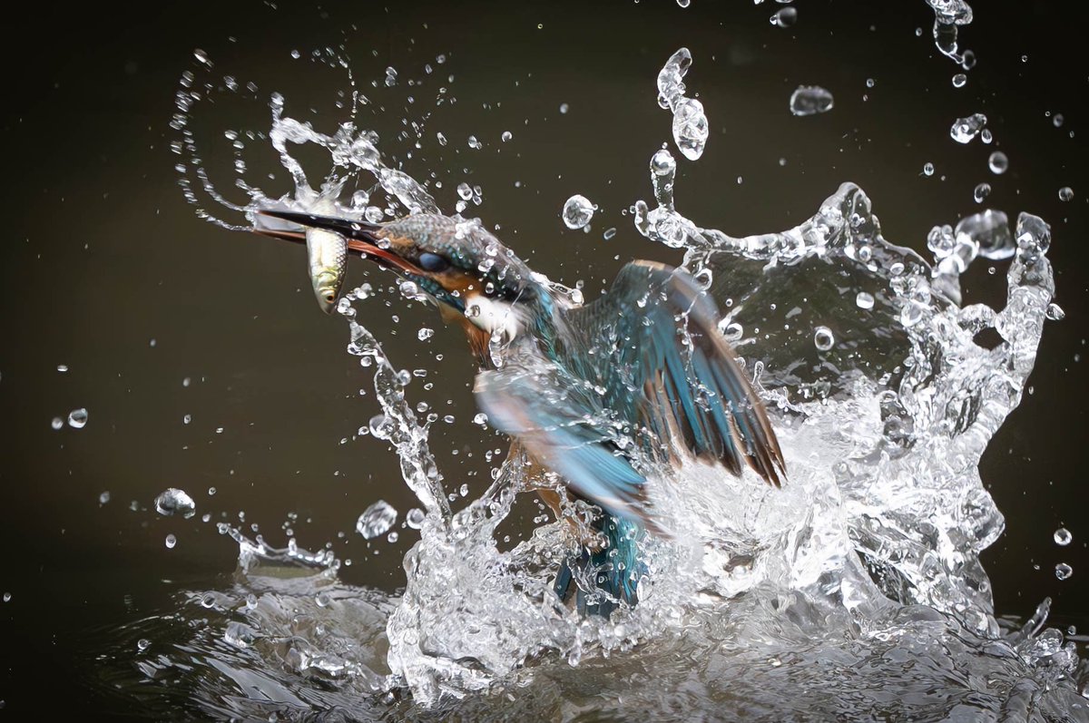 BASS_MEG's tweet photo. 一昨日の一枚。
水飛沫が良い感じ😄
2023/06/29
#カワセミ
#kingfisher
#α1
#SEL600f4
#FE600f4 https://t.co/yfZYB8RpyL