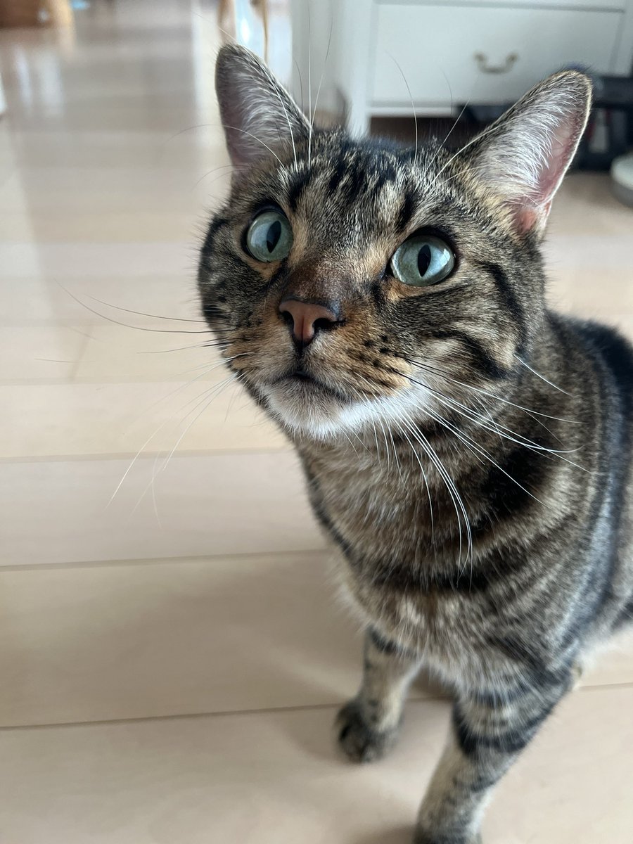 明日から弟宅猫お預かりだよ〜
仲良くやってくれよ
#うちのこかわいい