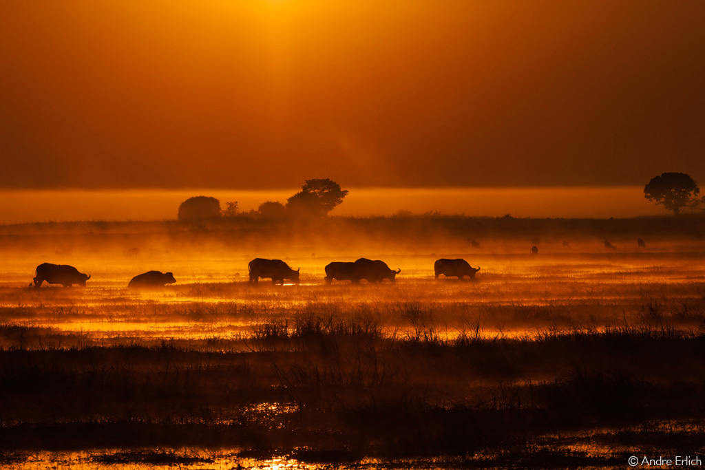 📷A phantasm of buffaloes in the mist. The fog hangs heavily on Busanga Plains on a cold June morning. Kafue National Park, Zambia. © Andre Erlich (Photographer of the Year 2023 entry)

#wildlifephotos #wildphoto #wildlifephotography #photography  #naturephotography