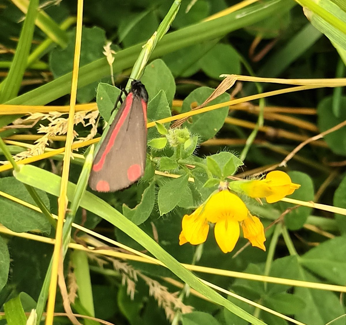 Excitement this morning with a Cinnabar Moth in my lawn meadow, very close to my Ragwort. Will there soon be orange and black stripy beauties all over it? #garden #cinnabarmoth