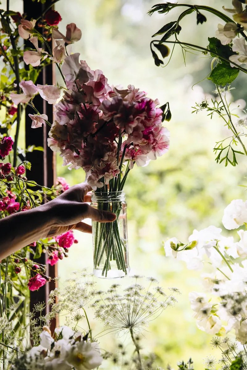 Sweet Peas 💕

#sweetpea #lathyrusodoratus #friendship #gratitude #goodbye #flowers #blooms
