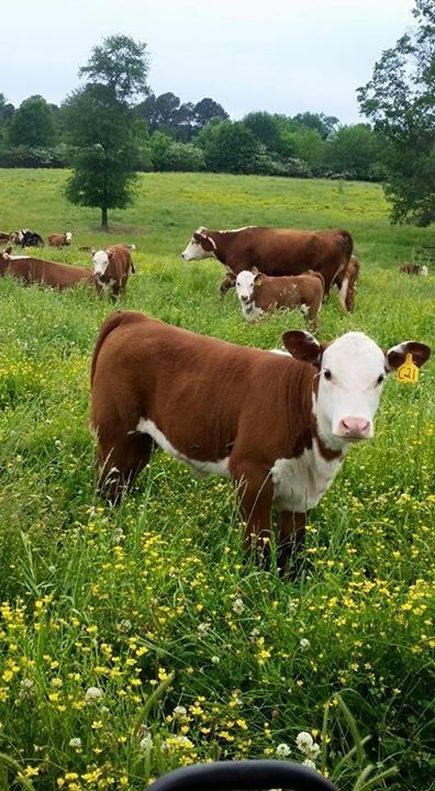 Baby Herefords: Pure cuteness that melts hearts. 🌈🐂

#cow #coolcowshop #cows #cowstagram #herefordcattle