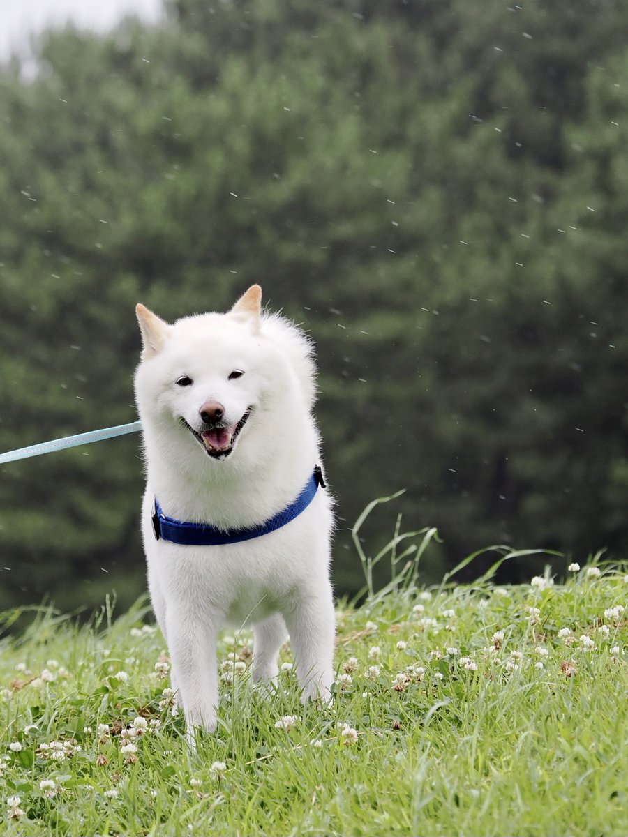 Latte_Shibainu's tweet image. 今日のお散歩は暴風雨なラッちゃん。
