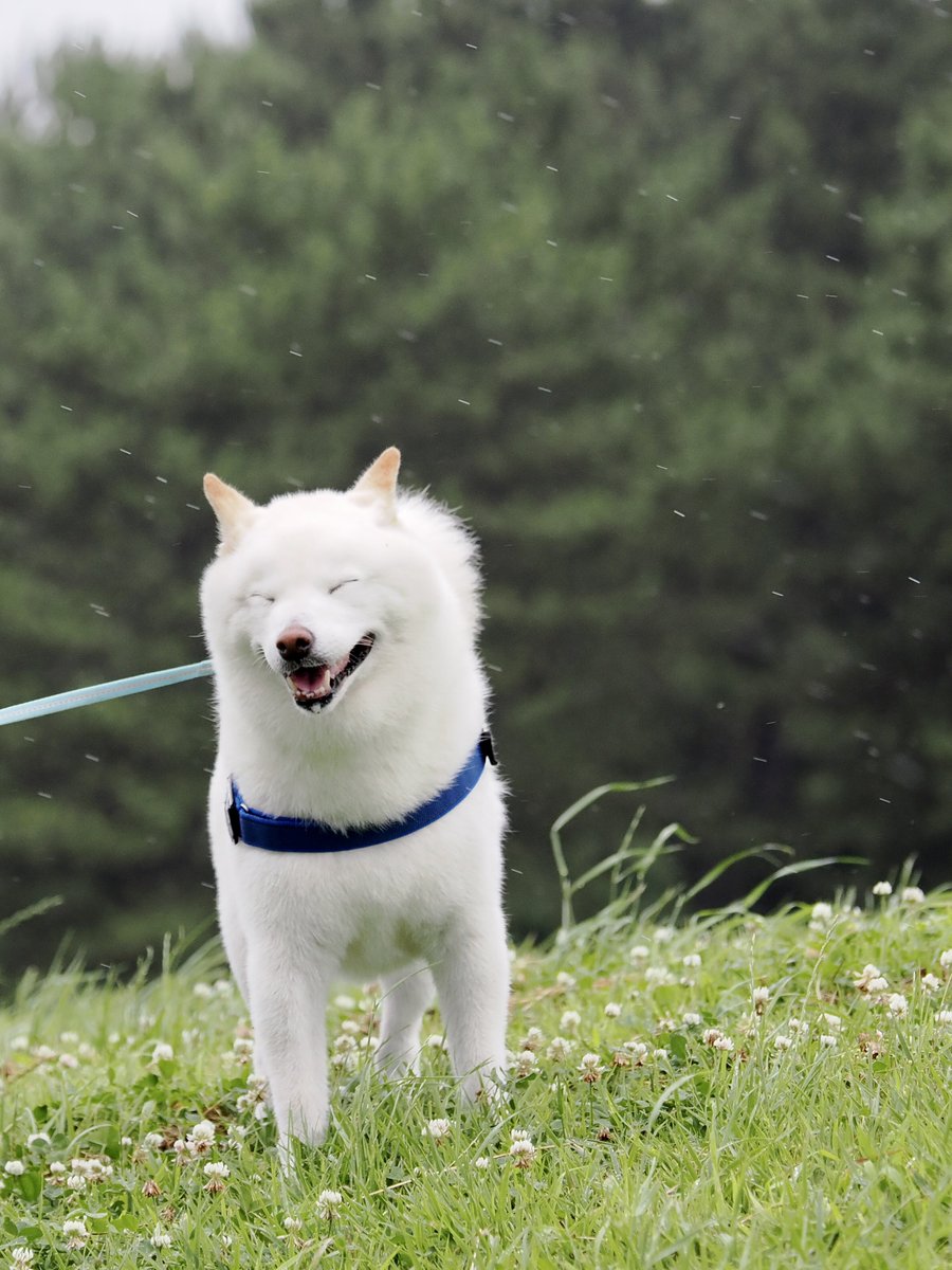 Latte_Shibainu's tweet image. 今日のお散歩は暴風雨なラッちゃん。