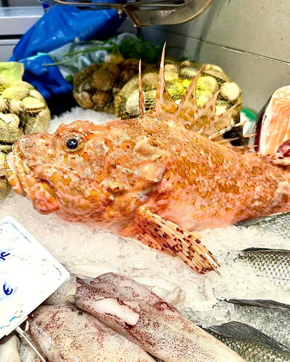 MercatsBCN's tweet image. 🐡 Reconeixes aquest #peix?

🔎 Et donem algunes pistes:

👉 Aquest peix d’aigua salada destaca pel seu color cridaner i el seu cos robust i recobert d’espines.
👉 És un peix de roca i el trobem al llarg del litoral de la Península Ibèrica.

💬 Ja saps de quin peix estem parlant?