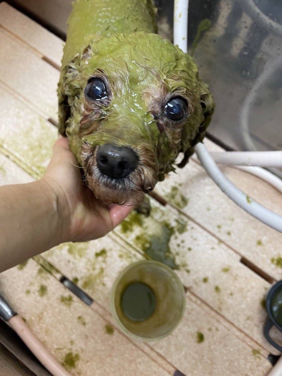 ウチのエイリアン