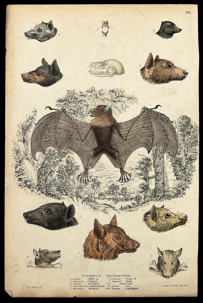 The Tonga bat, circa 1840 hand colored etching 🦇 #Baturday #bat